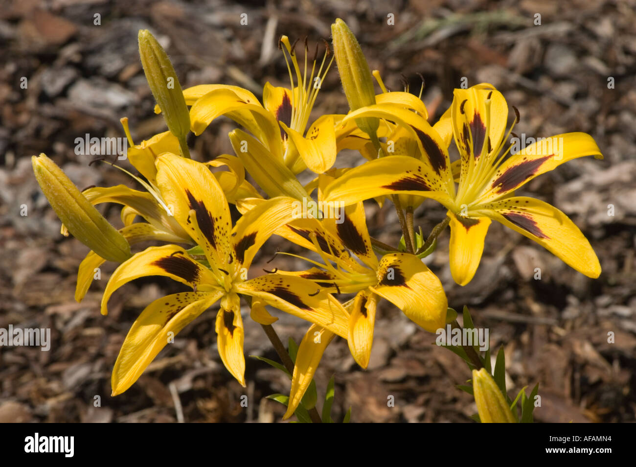 Vibrant yellow and brown Feuer und Rauch Fire and Smoke day lily flowers. Detailed closeup of Lilium lilaceae blooms and buds. Stock Photo