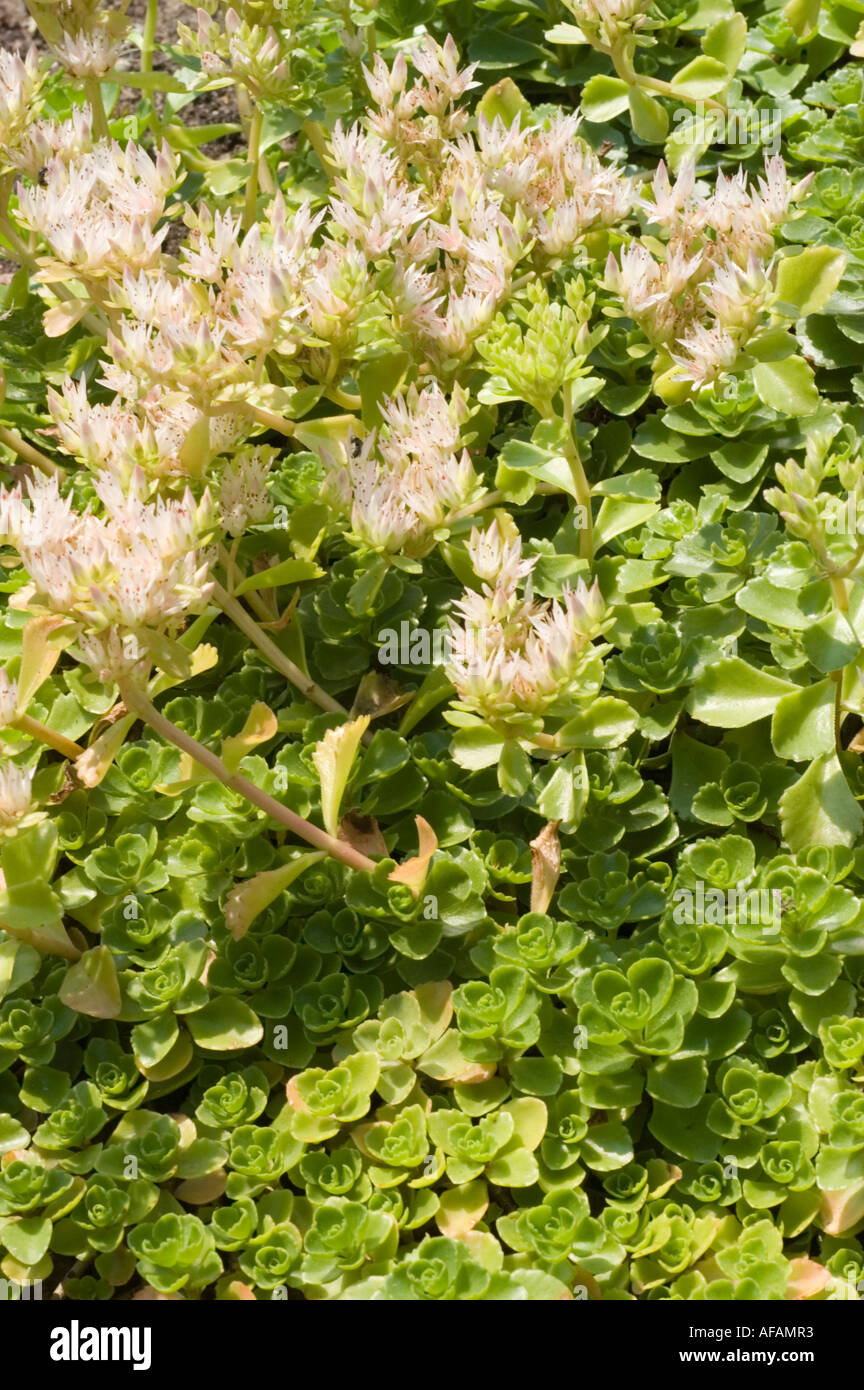 Stonecrop Crassulaceae Sedum Spurium Caucasian Range Stock Photo