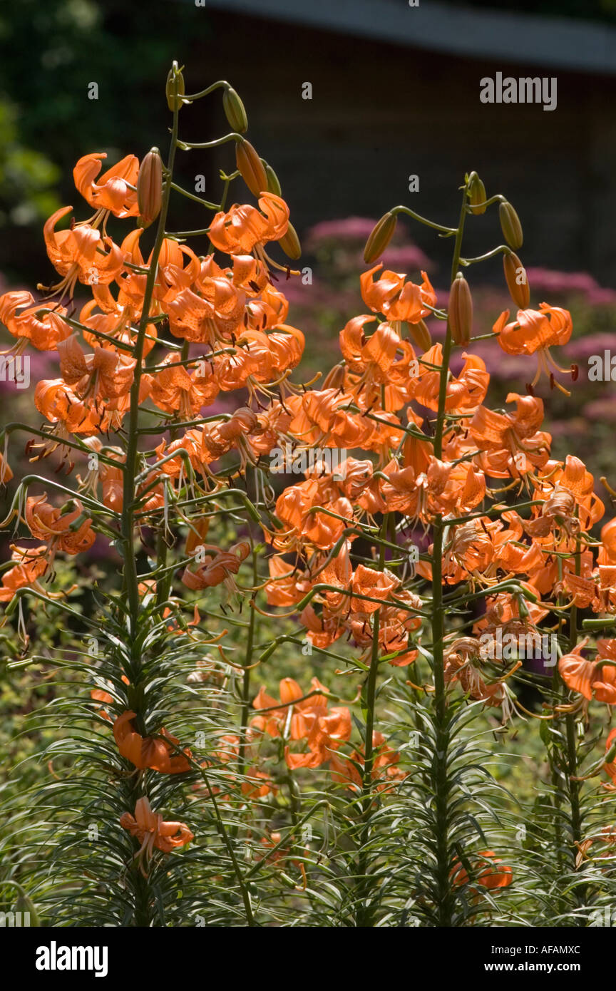 Red chinese day lily or daylily Liliaceae Lilium davidii var willmottiae Central China Stock Photo
