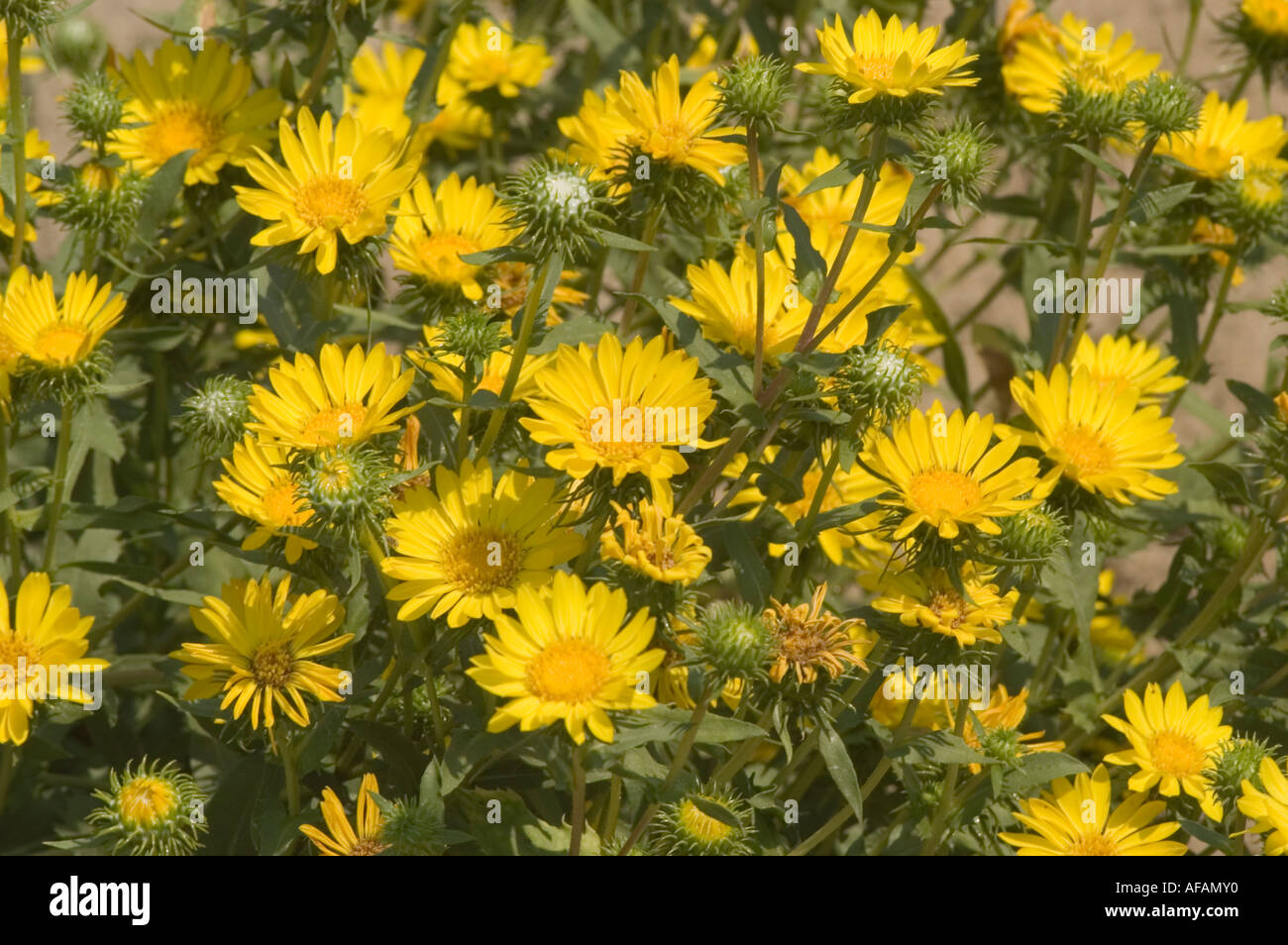Many yellow flowers of Hardy grindelia or Scaly grindelia Asteraceae Grindelia robusta California USA Stock Photo