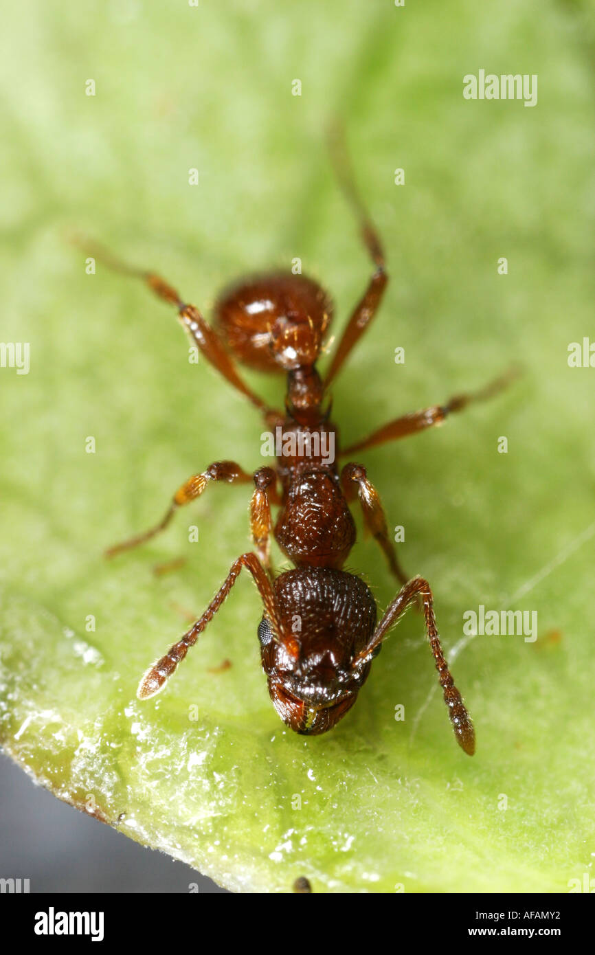 Red ant drinking water from a drop on a leaf Stock Photo Alamy
