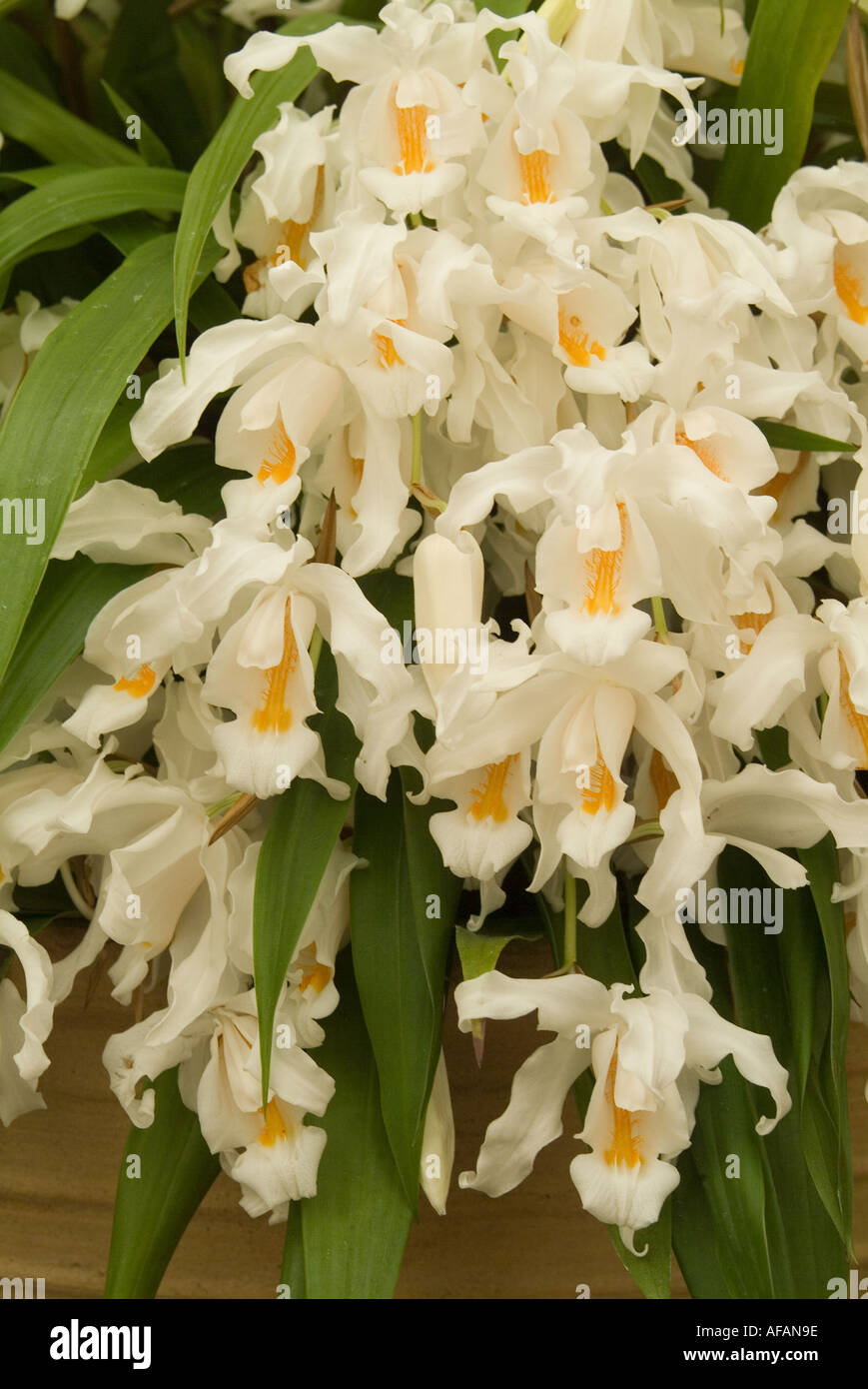 Bridal Veil Orchid Coelogyne cristata from the Himalayas Stock Photo