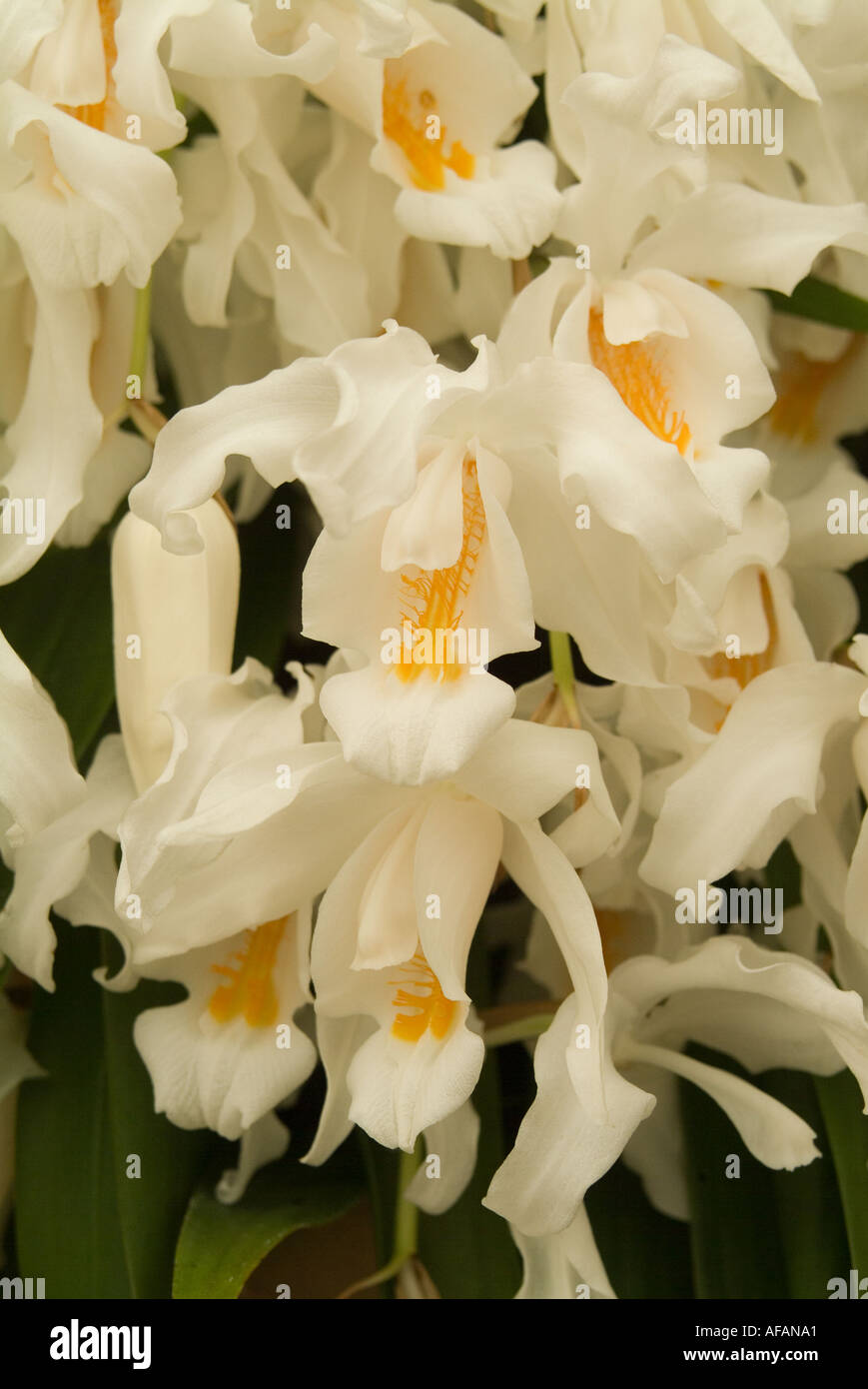 Bridal Veil orchid Coelogyne cristata from the Himalayas Stock Photo