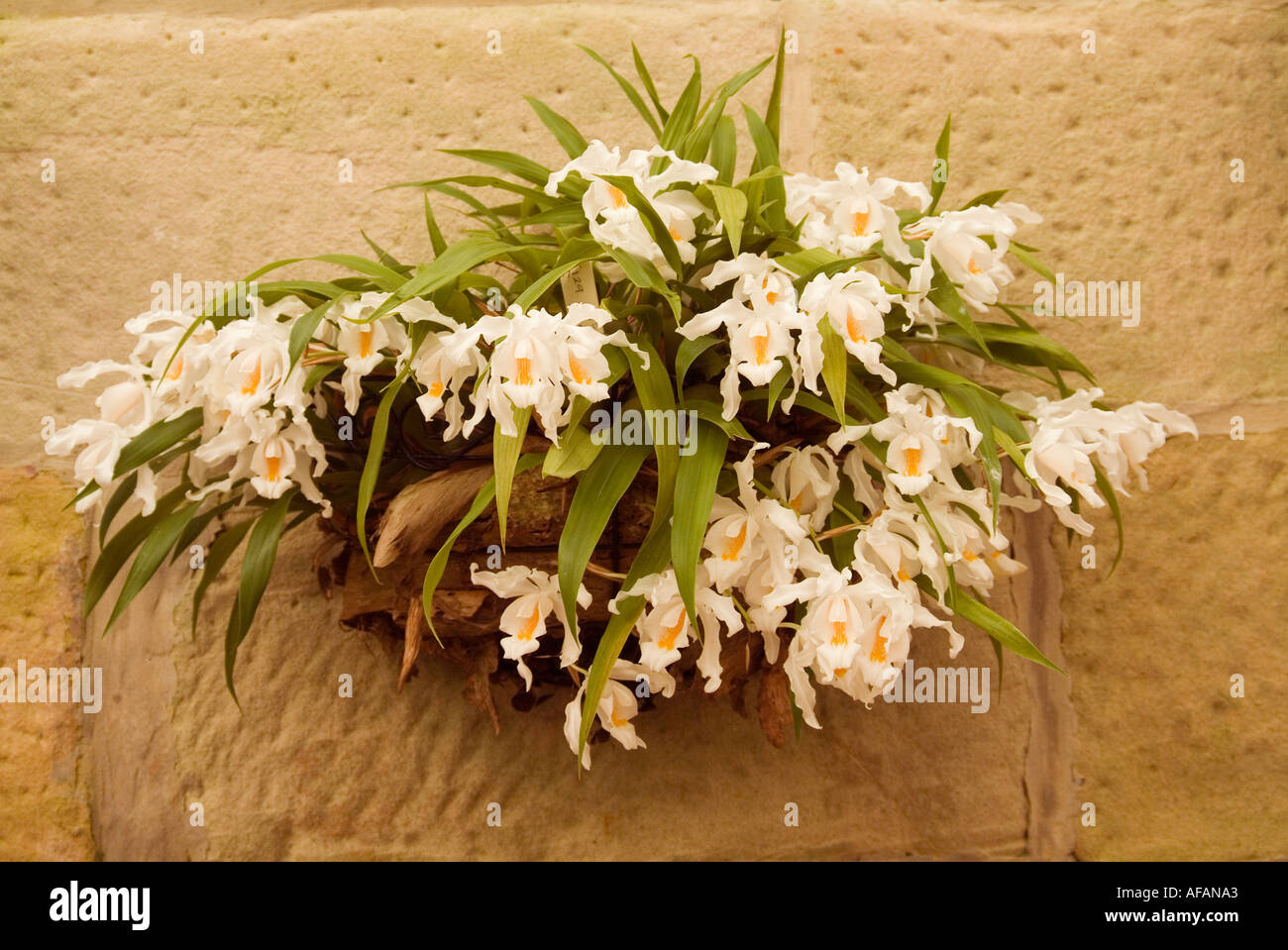 Bridal Veil orchid Coelogyne cristata from the Himalayas Stock Photo