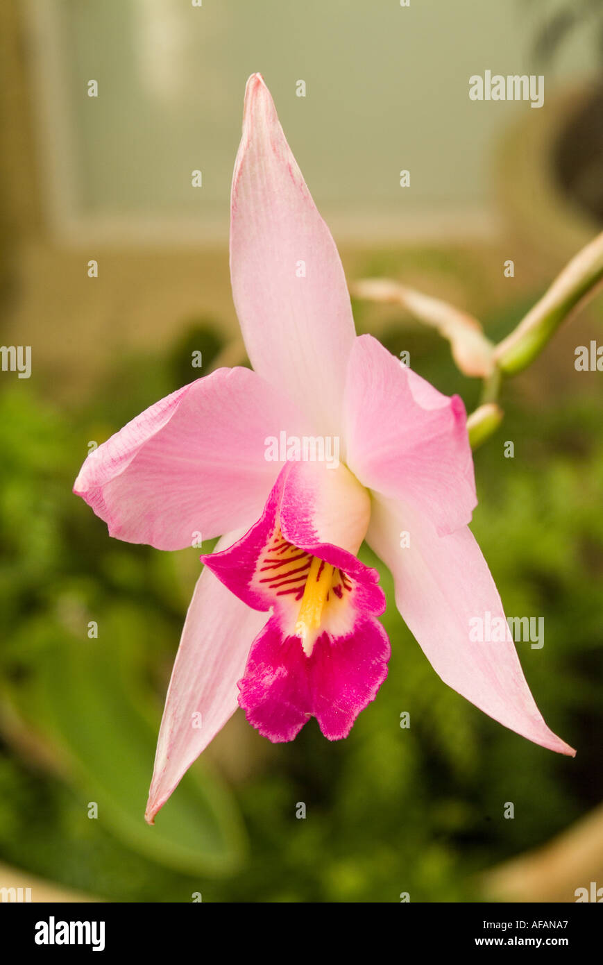 Laelia anceps an orchid from South America Stock Photo