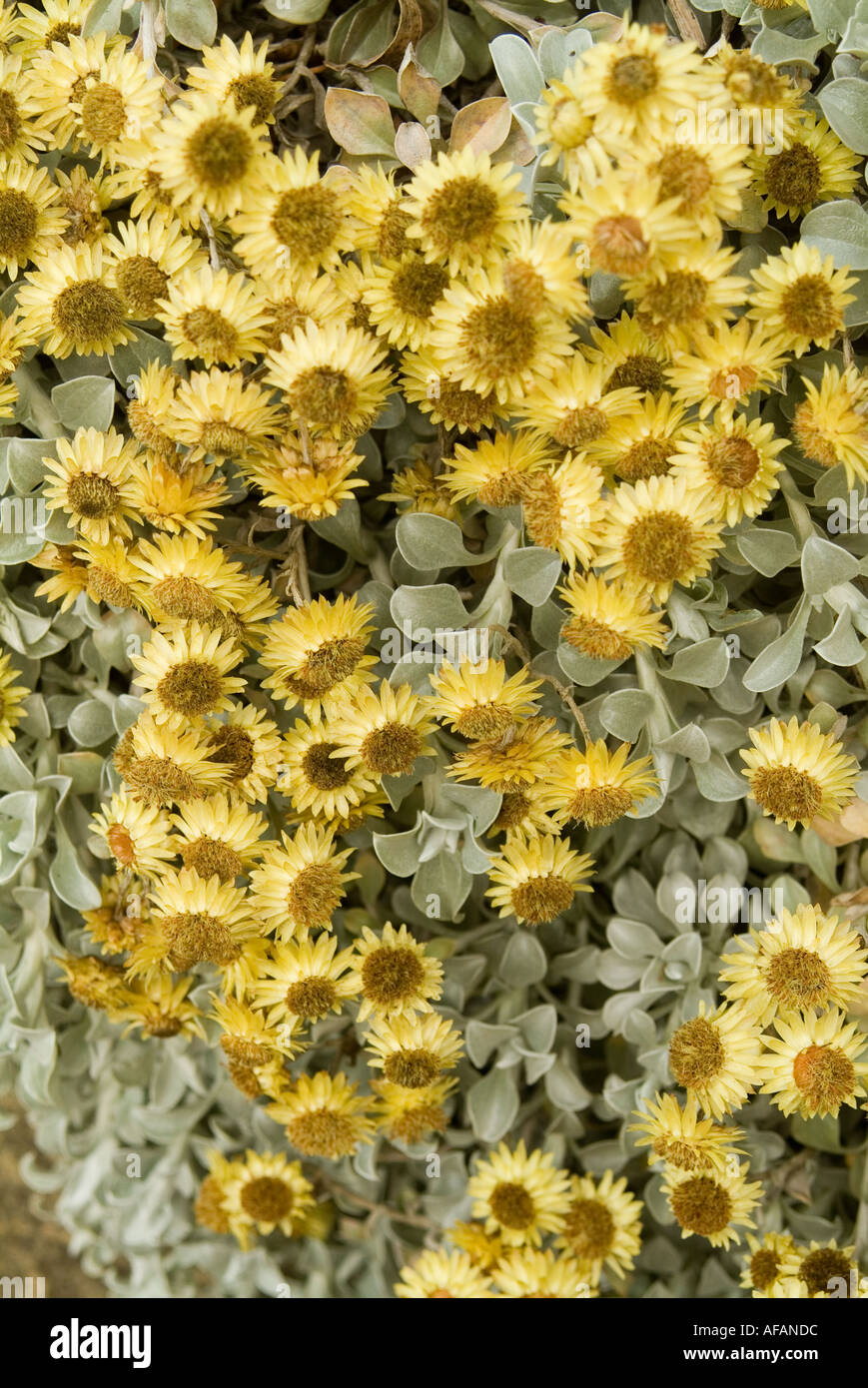 South African everlasting daisies Helichrysum argyrosphaerum Stock Photo
