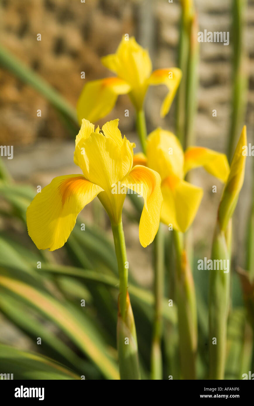 Yellow South African Iris Moraea Spathulata Stock Photo