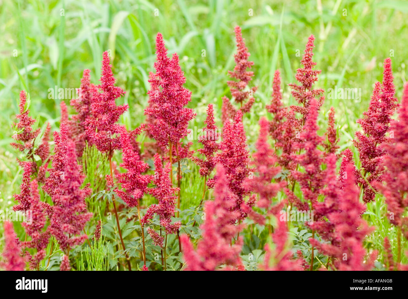 Red flowers of Astilbe or False spirea Saxifragaceae Astilbe x Arendsii Fanal China Japan Korea Stock Photo