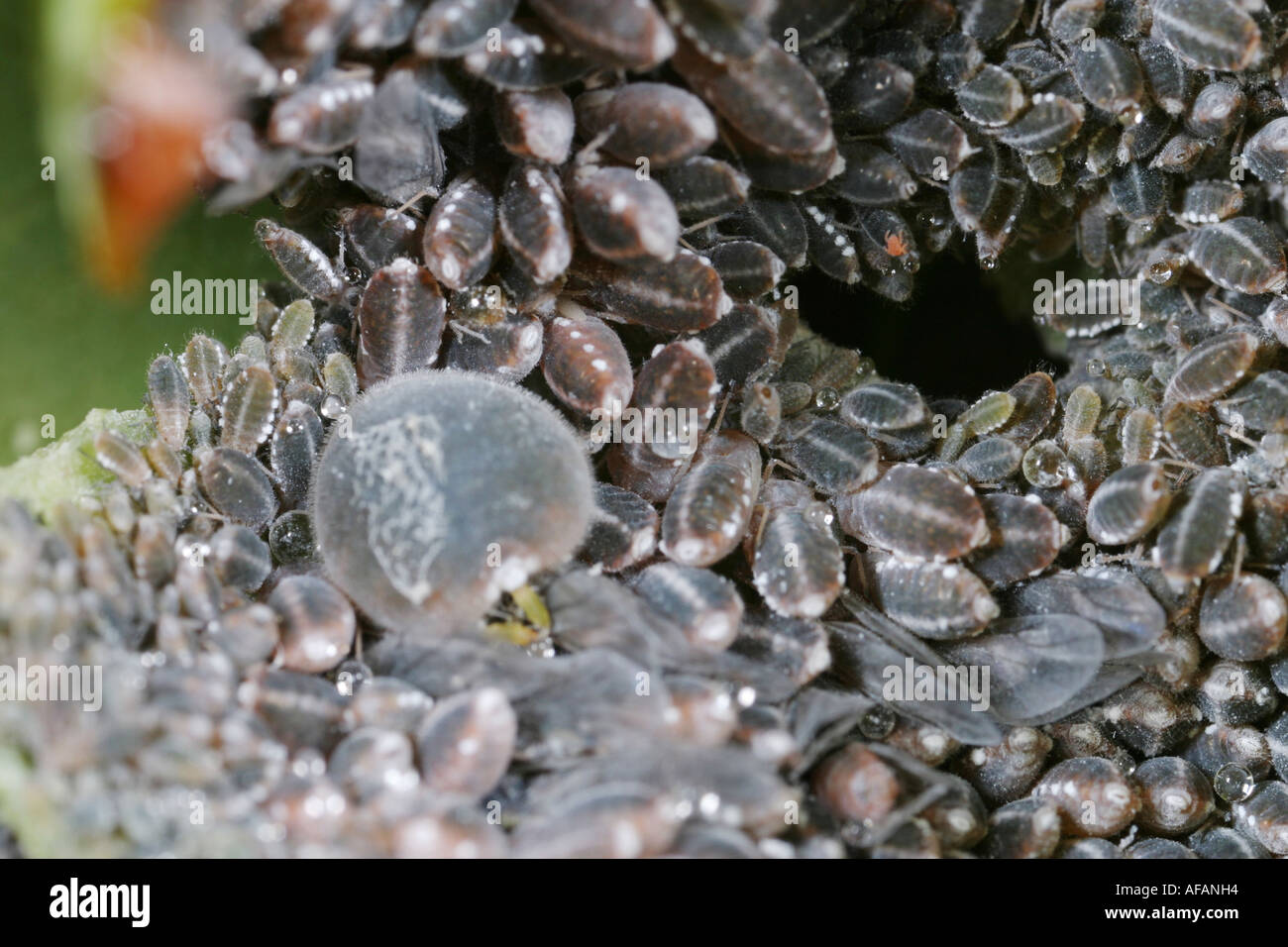Black aphid hi-res stock photography and images - Alamy