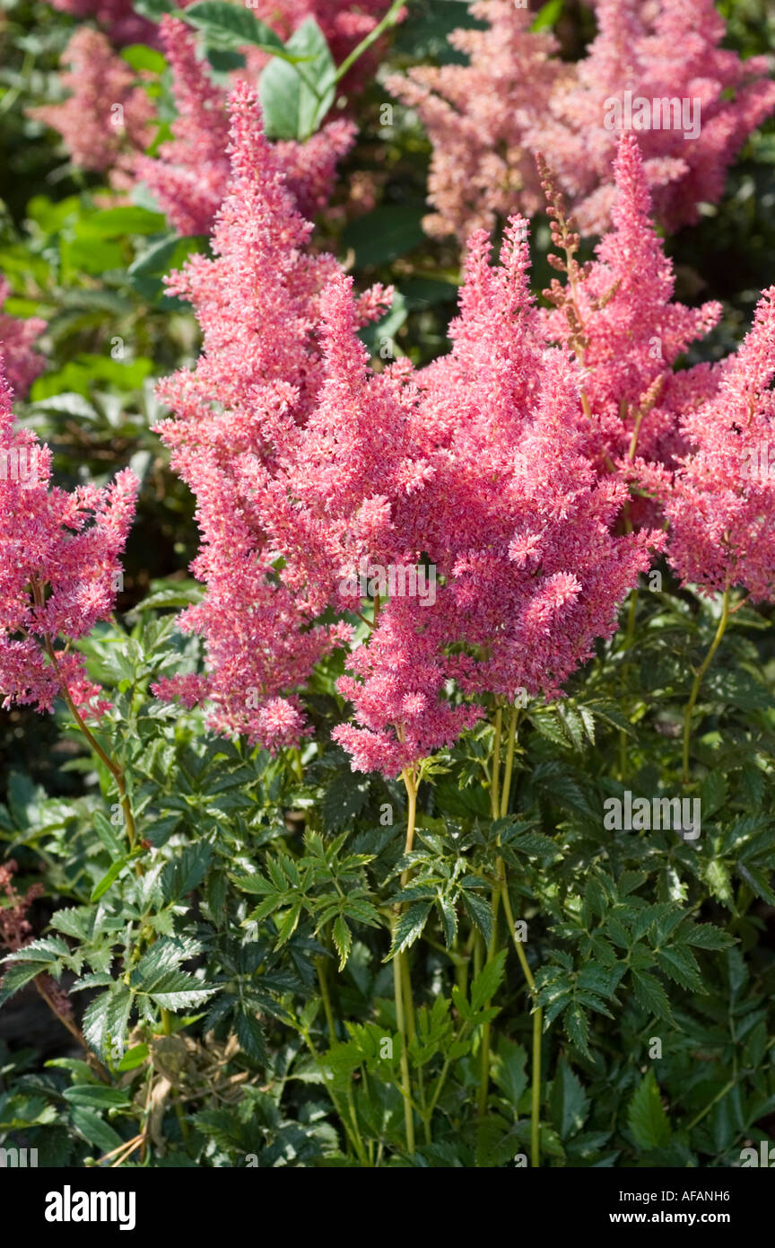 Pink violet flowers of Astilbe or False spirea Saxifragaceae Astilbe x Arendsii Dusseldorf China Japan Korea Stock Photo