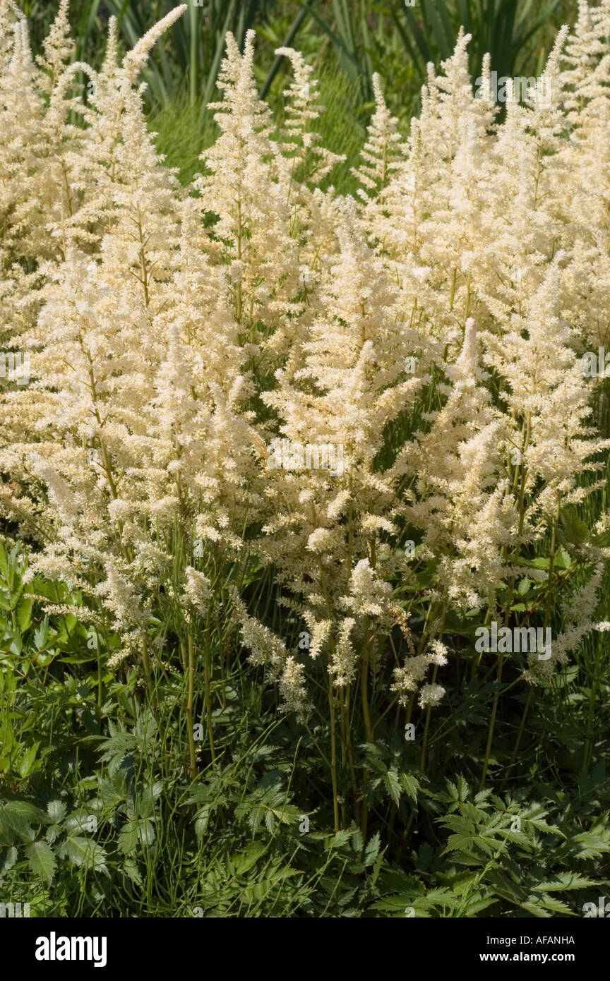 White flowers of Astilbe or False spirea Saxifragaceae Astilbe x Arendsii Irrlicht Stock Photo
