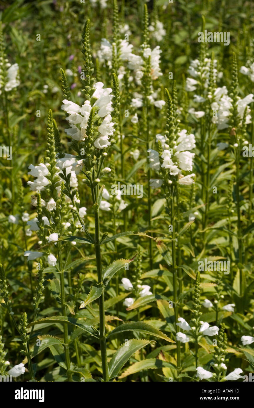 White flowers of Obedient plant Lamiaceae Physostegia virginiana Summer Snow Stock Photo