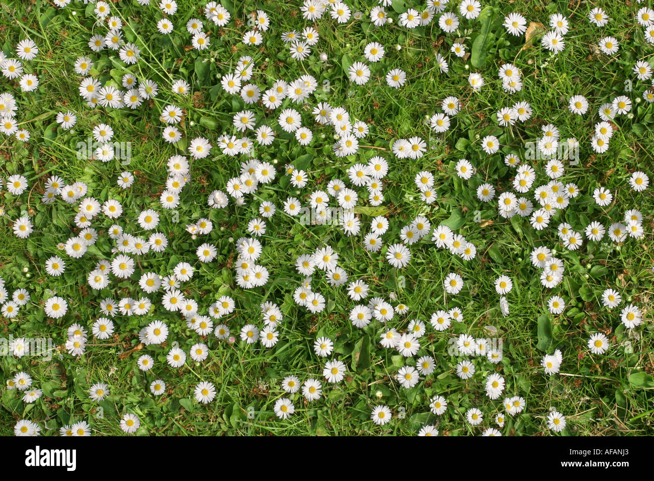 Bellis Perennis flowers growing in a lawn Stock Photo