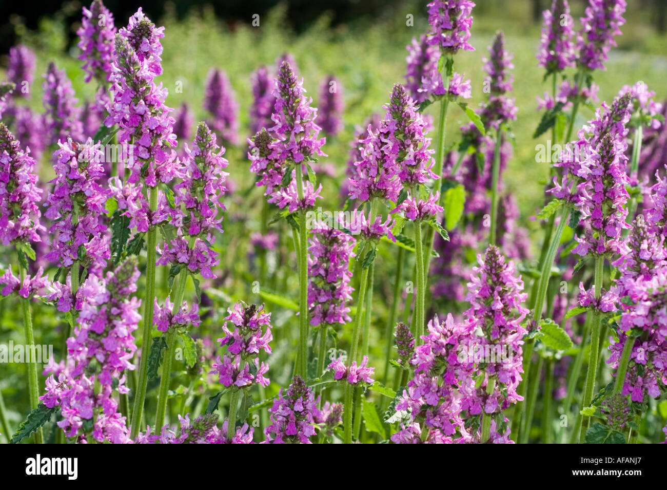 Many violet flowers of Big betony or Big sage Lamiatae Stachys macrantha Caucasian range Stock Photo