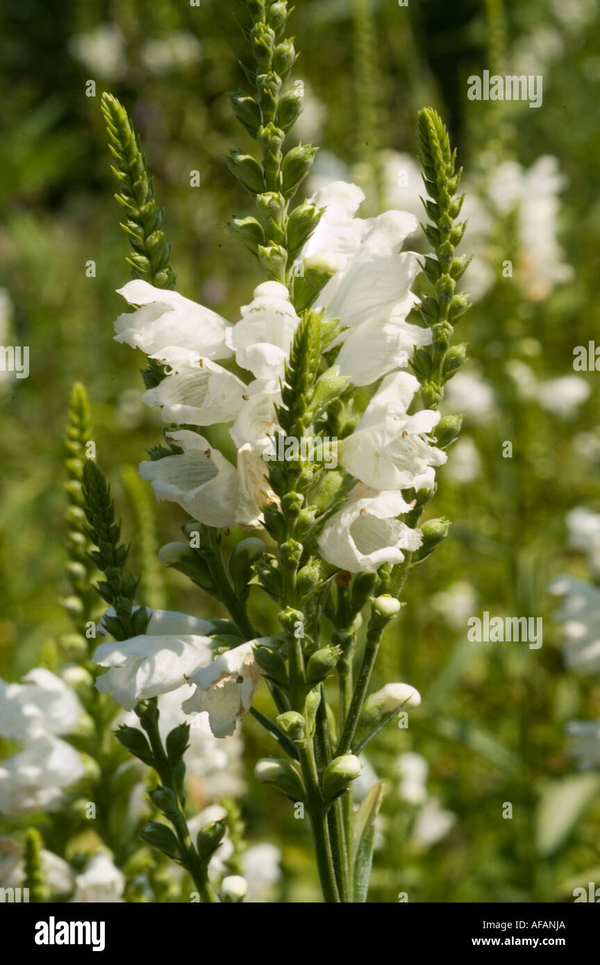 White flowers of Obedient plant Lamiaceae Physostegia virginiana Summer Snow Stock Photo