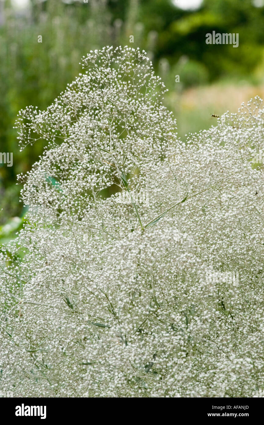 baby s breath plant Caryophyllaceae Gypsophila paniculata Europe Stock
