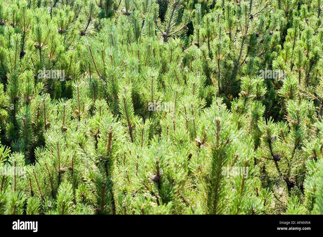 Swiss Mountain Pine Mugo Pine Pinaceae Pinus Mugo Stock Photo