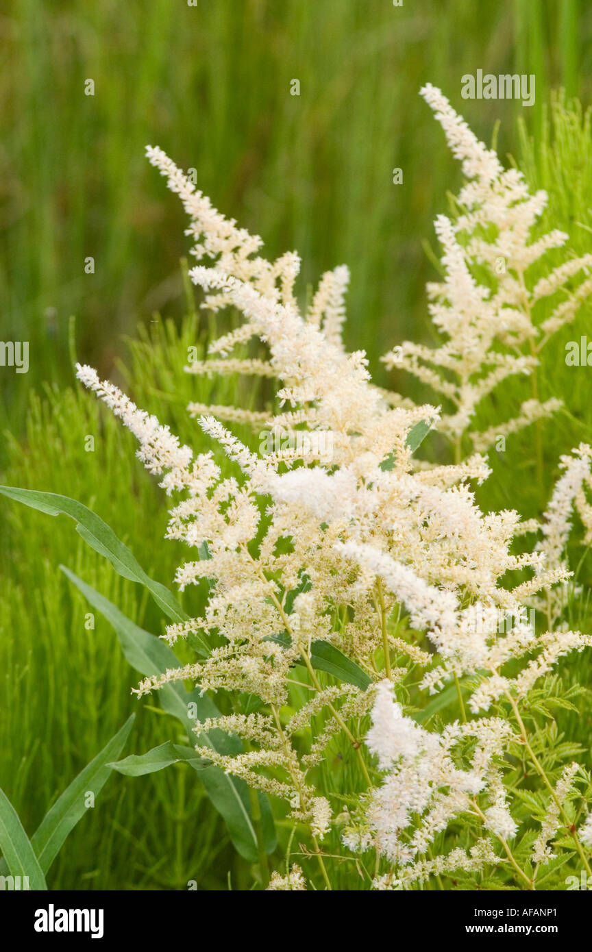 White flowers of Astilbe or False spirea Saxifragaceae Astilbe x Arendsii Venus China Japan Korea Stock Photo