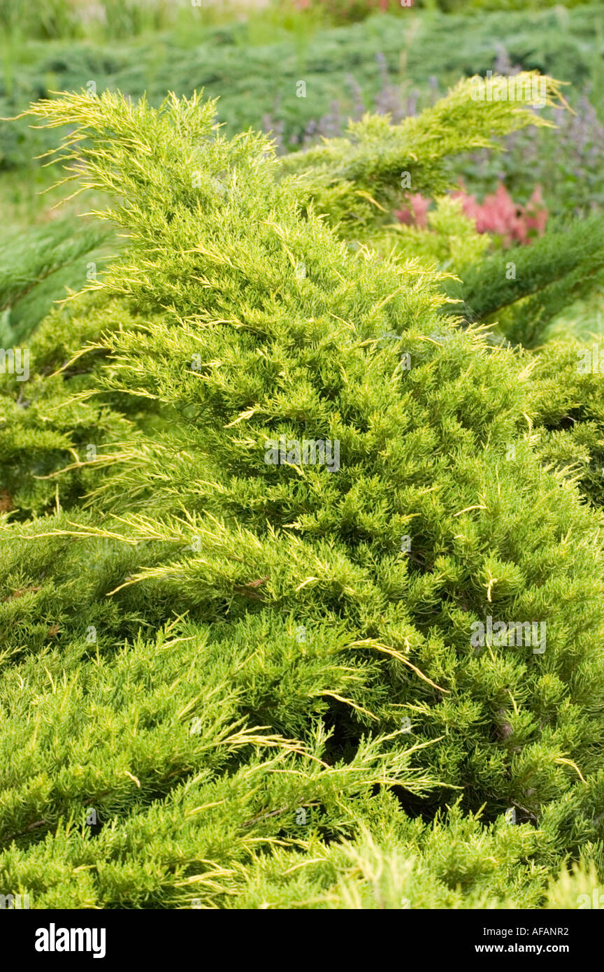 Juniperus pfitzeriana hi-res stock photography and images - Alamy
