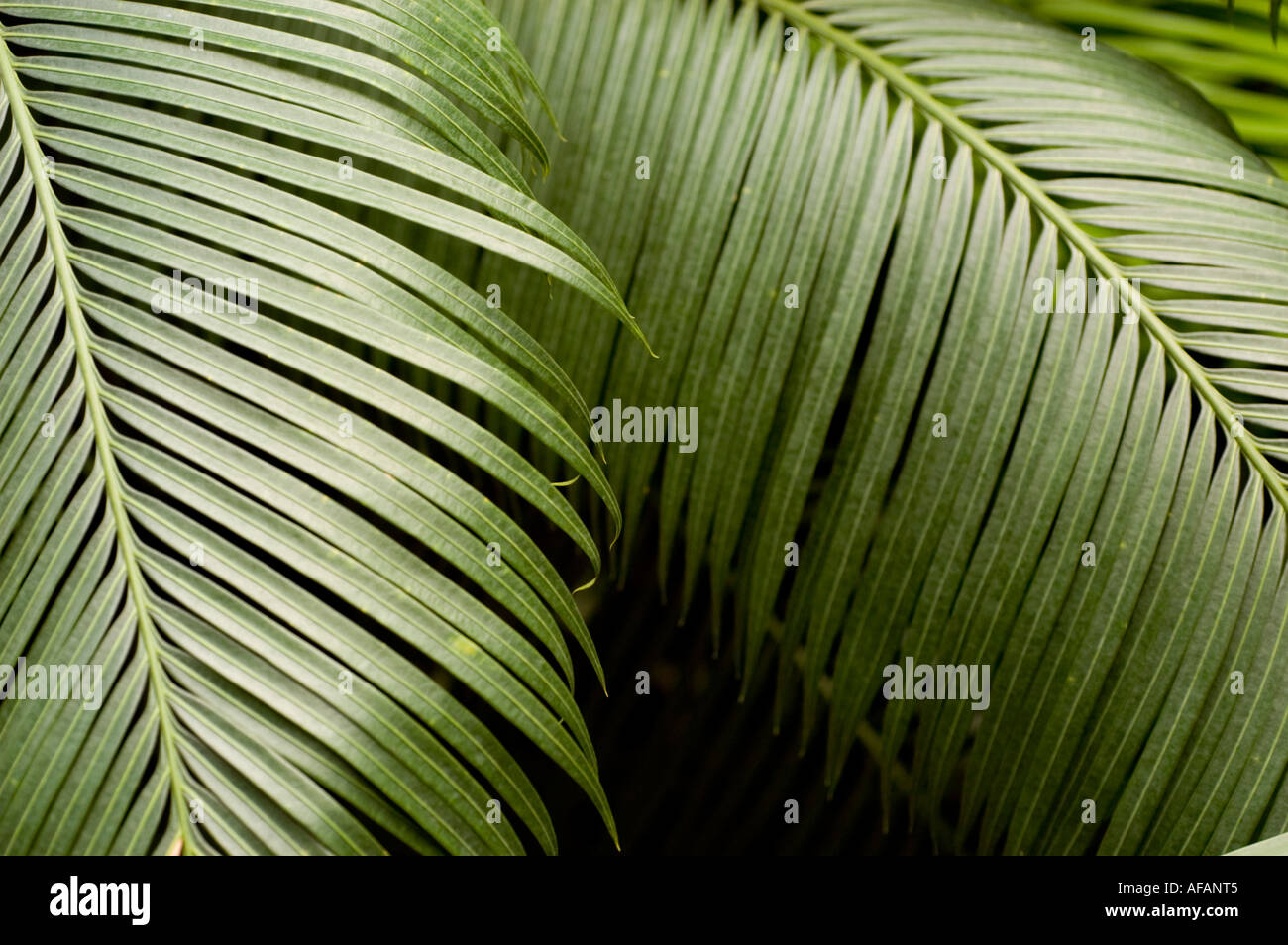 Queen sago palm Cycadaceae Cycas circinalis Sri Lanka Philipina Malaysia Stock Photo
