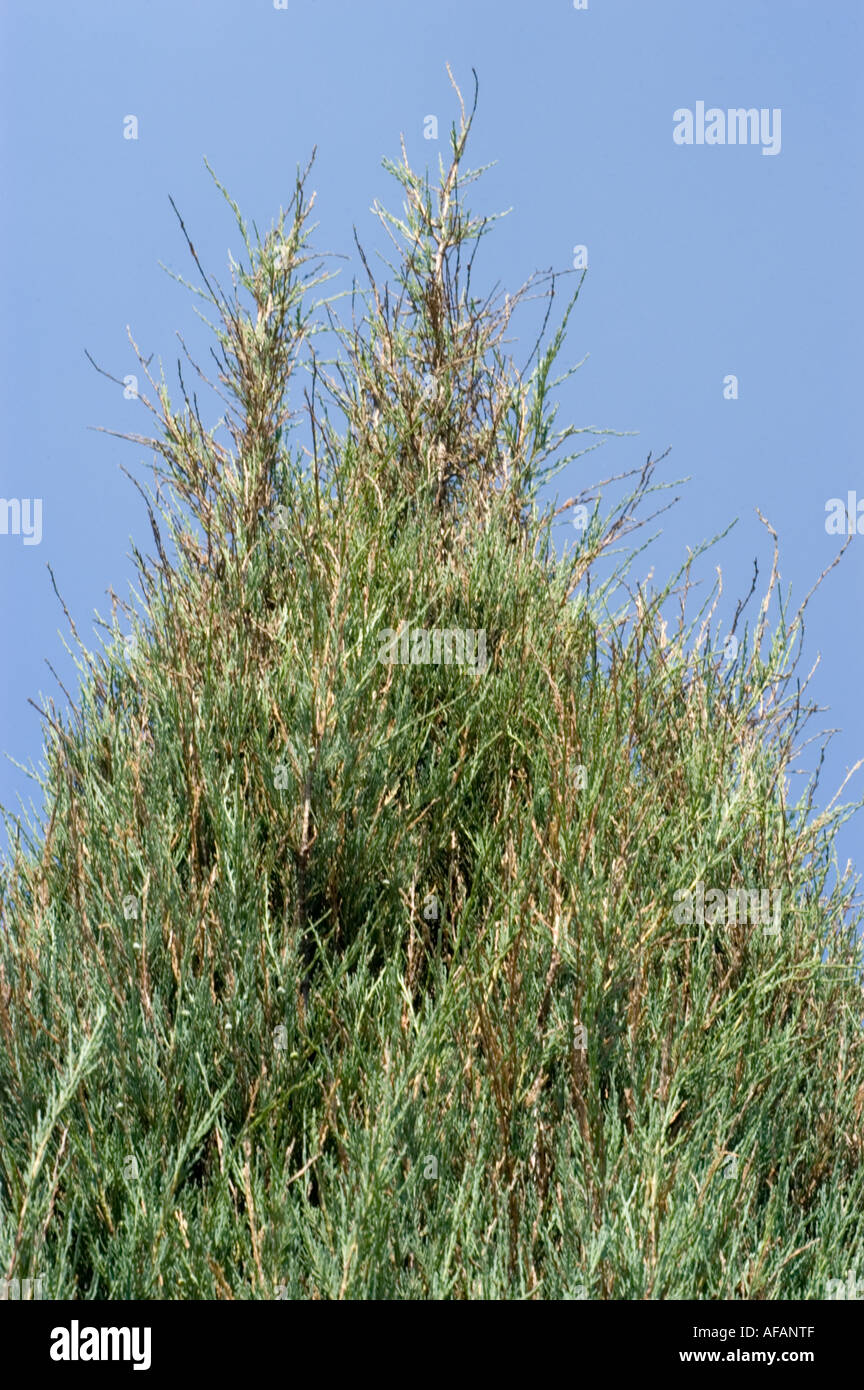 Rocky Mountain juniper shrub Cupressaceae Juniperus scopulorum Sky Rocket or Skyrocket Stock Photo