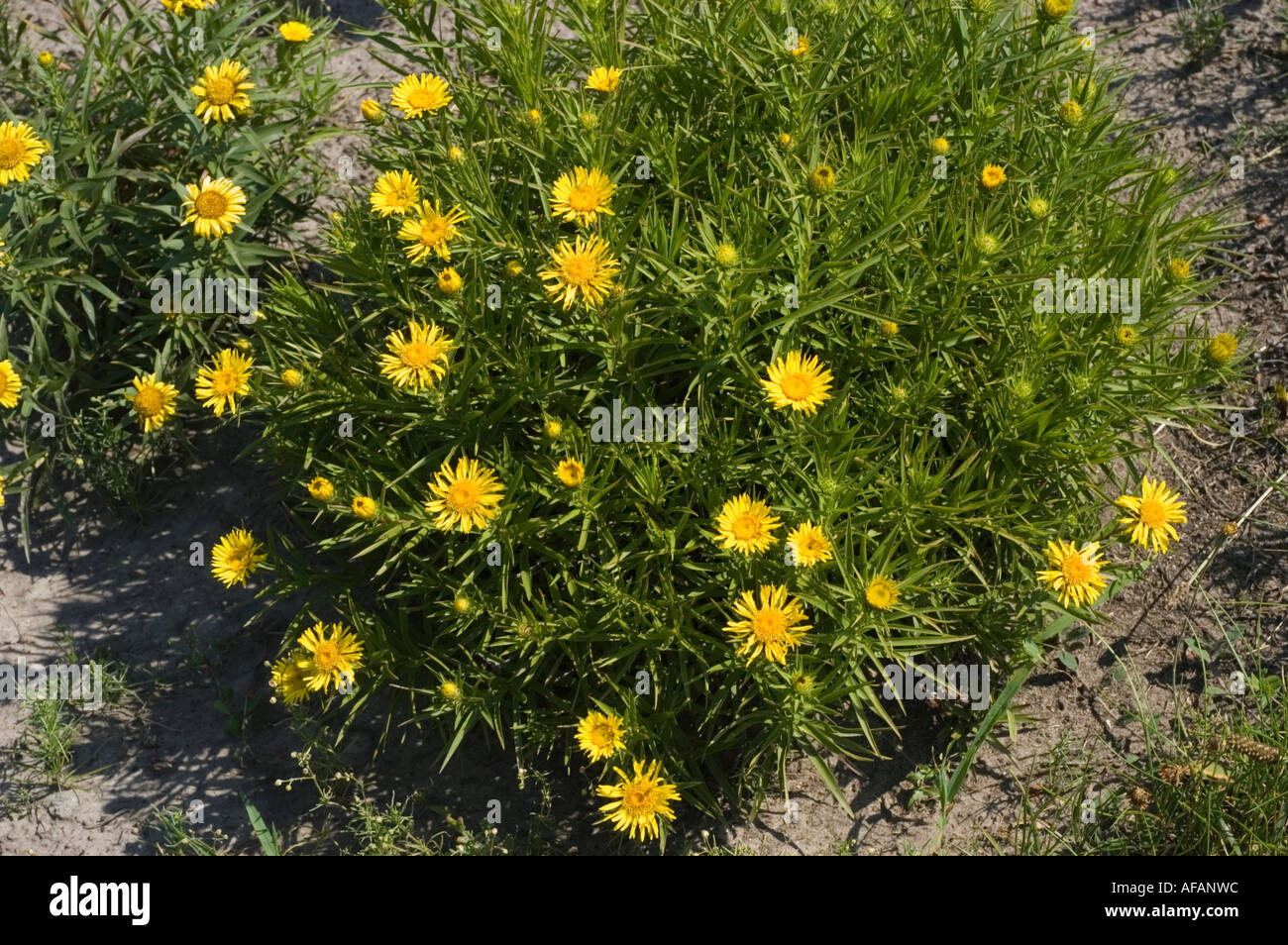 Yellow flowers of swordleaf or Narrow Leaved inula Asteraceae Inula ensifolia Europe Stock Photo