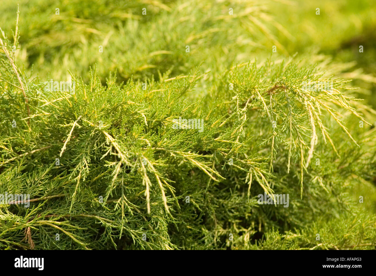 Chinese Hybrid Juniper Cupressaceae Juniperus x media Pfitzeriana aurea Stock Photo