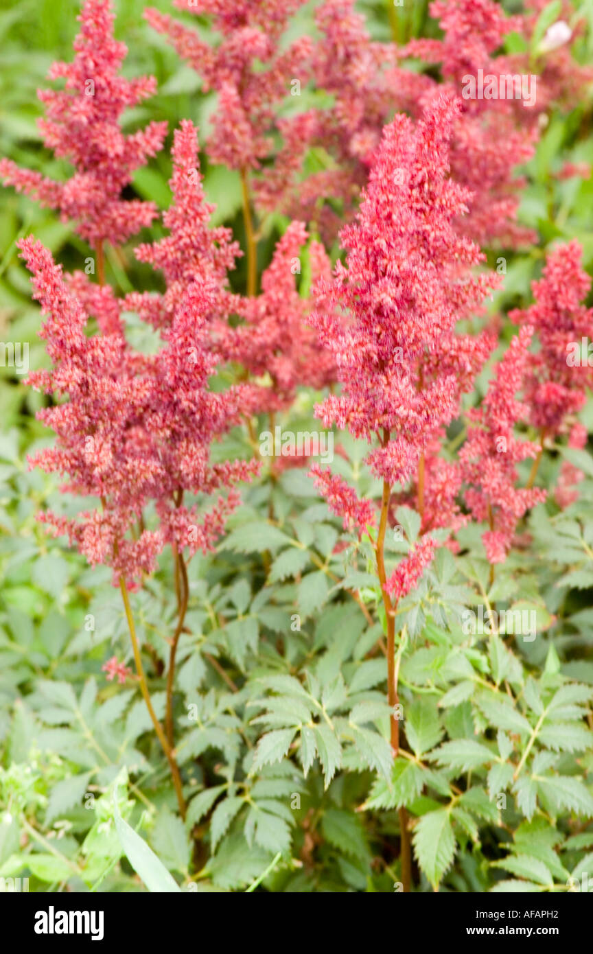 Red flowers of Astilbe or False spirea Saxifragaceae Astilbe x Arendsii Fanal China Japan Korea Stock Photo