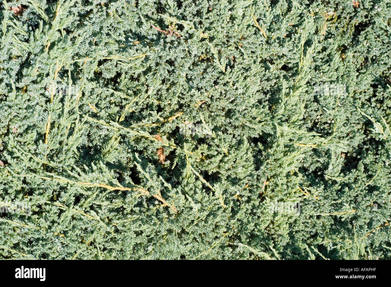 Flaky juniper or SINGLESEED JUNIPER Cupressaceae Juniperus squamata Blue Carpet Stock Photo