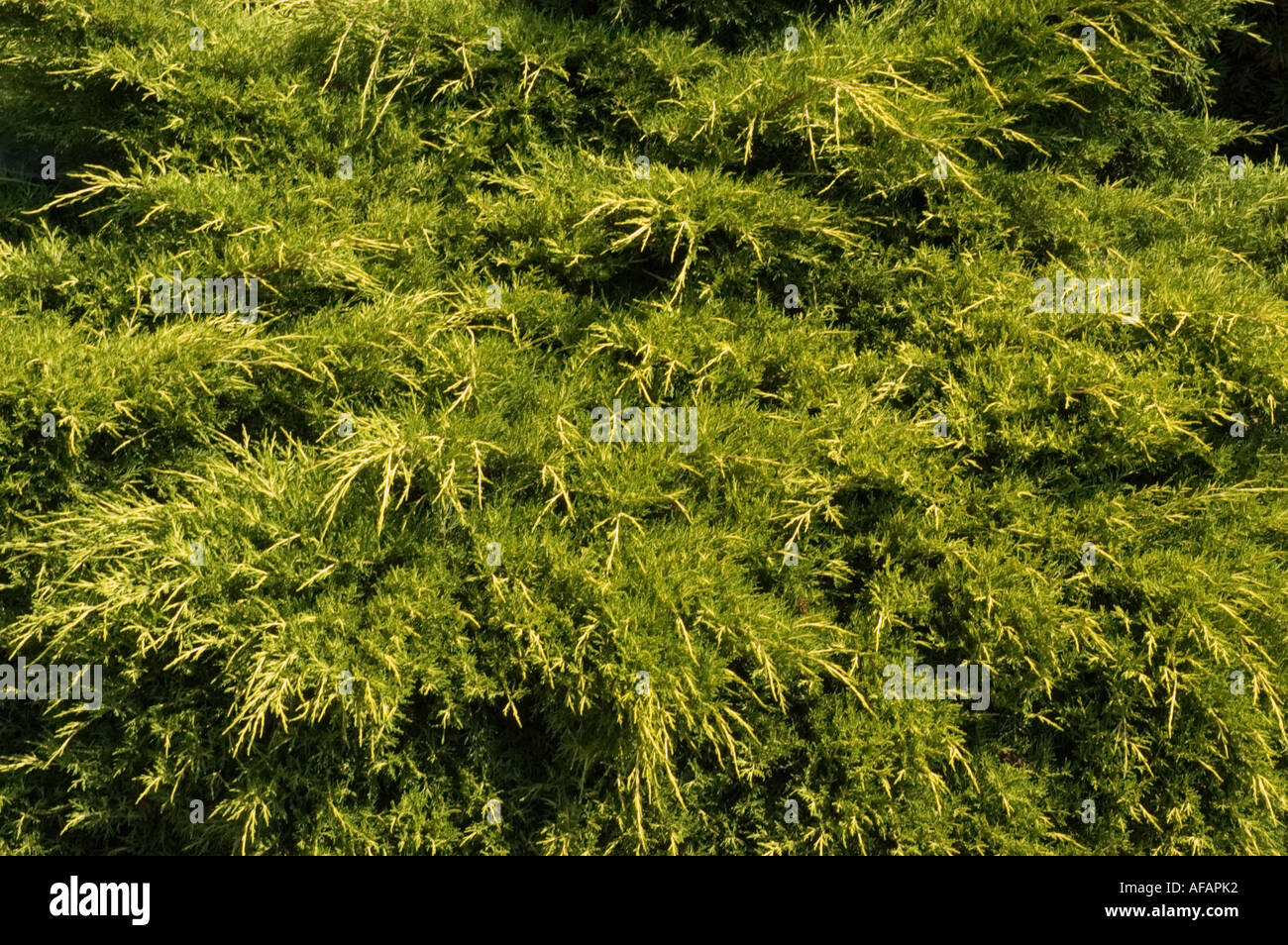 Chinese Hybrid Juniper Cupressaceae Juniperus x media Old Gold Stock Photo