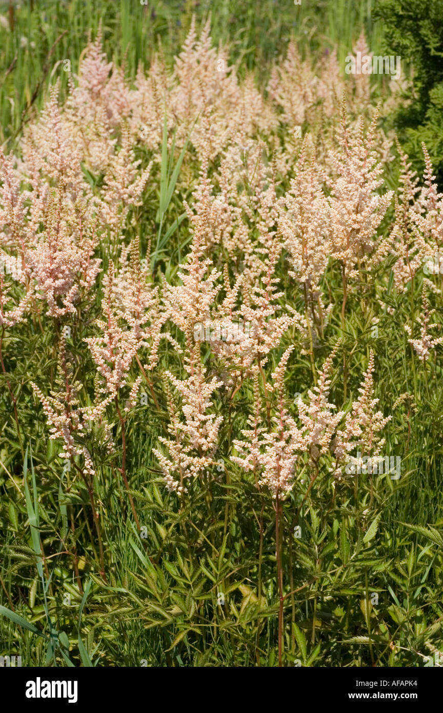 White pink flowers of Astilbe or False spirea Saxifragaceae Astilbe x Arendsii Erica Stock Photo
