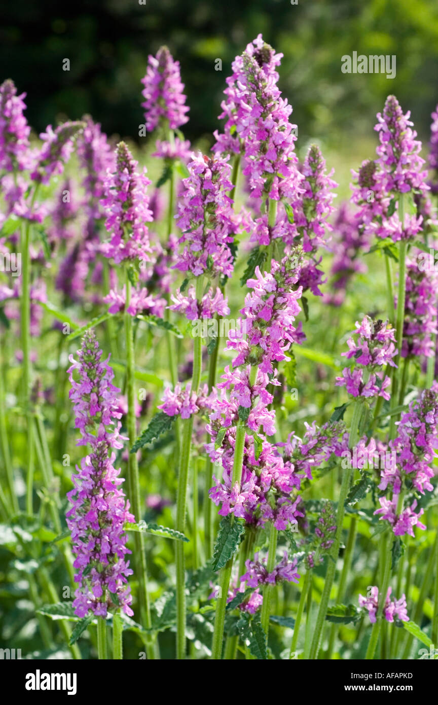 Many violet flowers of Big betony or Big sage Lamiatae Stachys macrantha Caucasian range Stock Photo