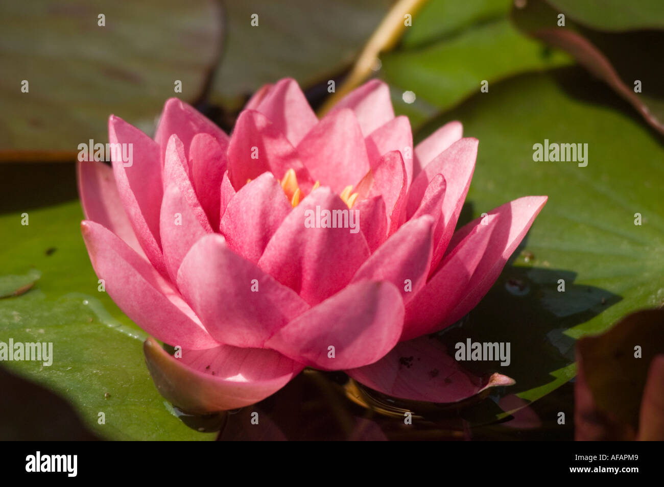 Pink red and yellow flower closeup of Water lily Nymphaea James Brydon Stock Photo