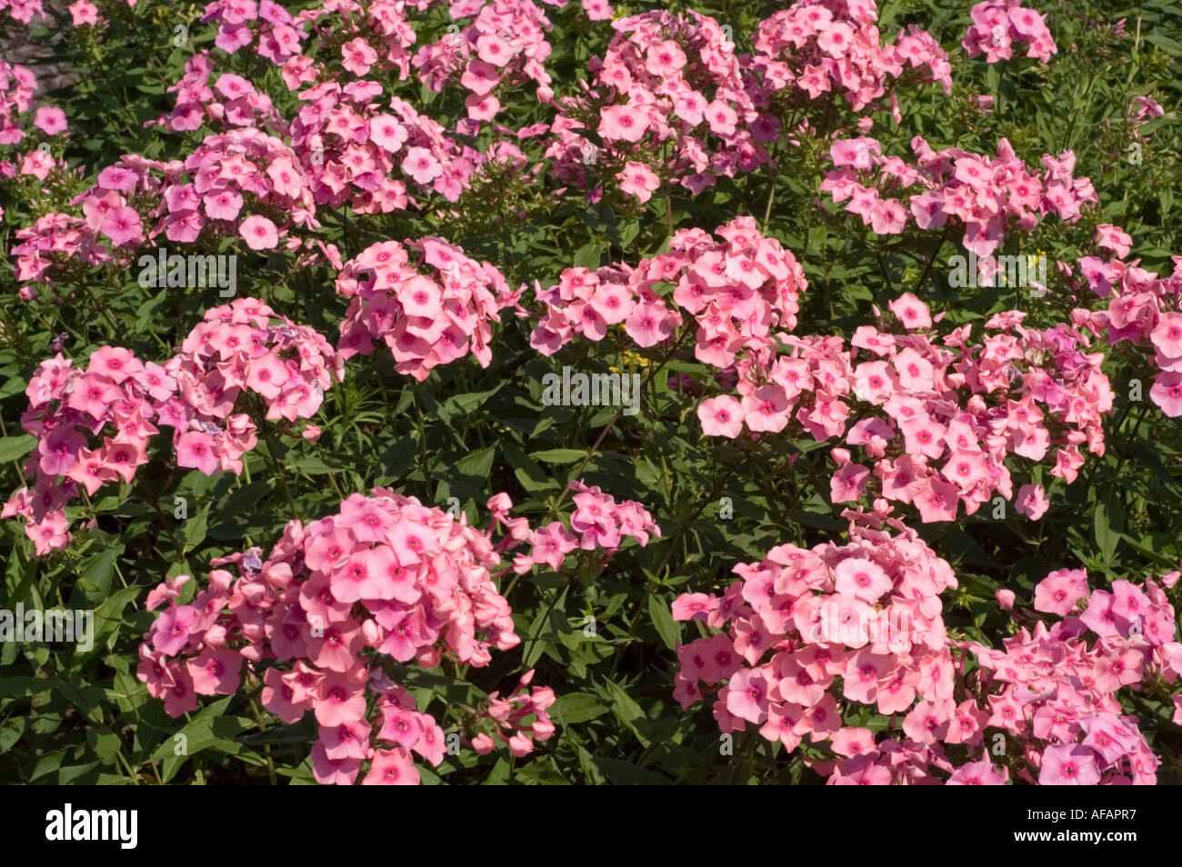Close-up of pink Phlox Phlox paniculata hybride flowers blooming in a ...