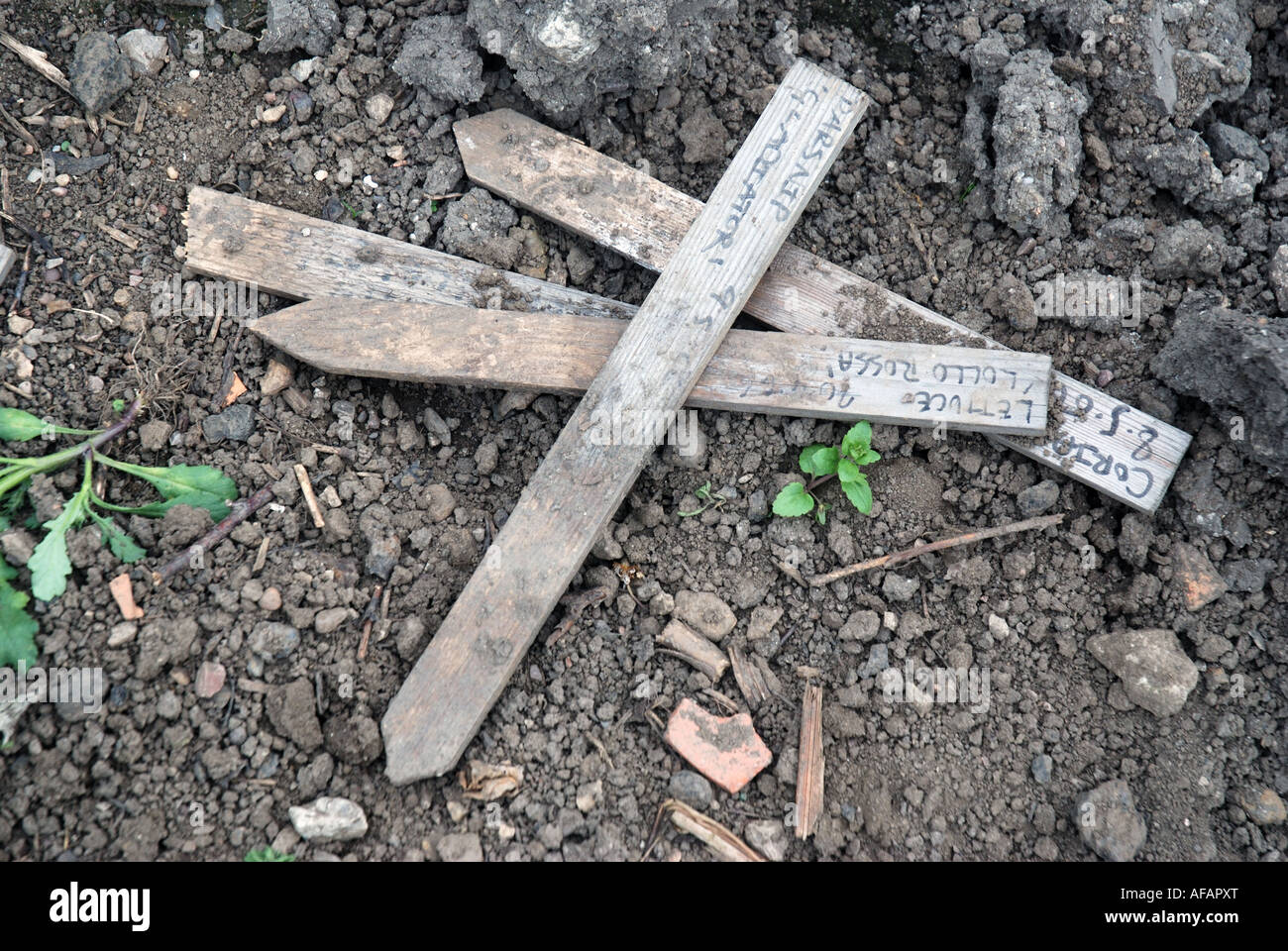 Traditional gardening plant row markers Stock Photo Alamy