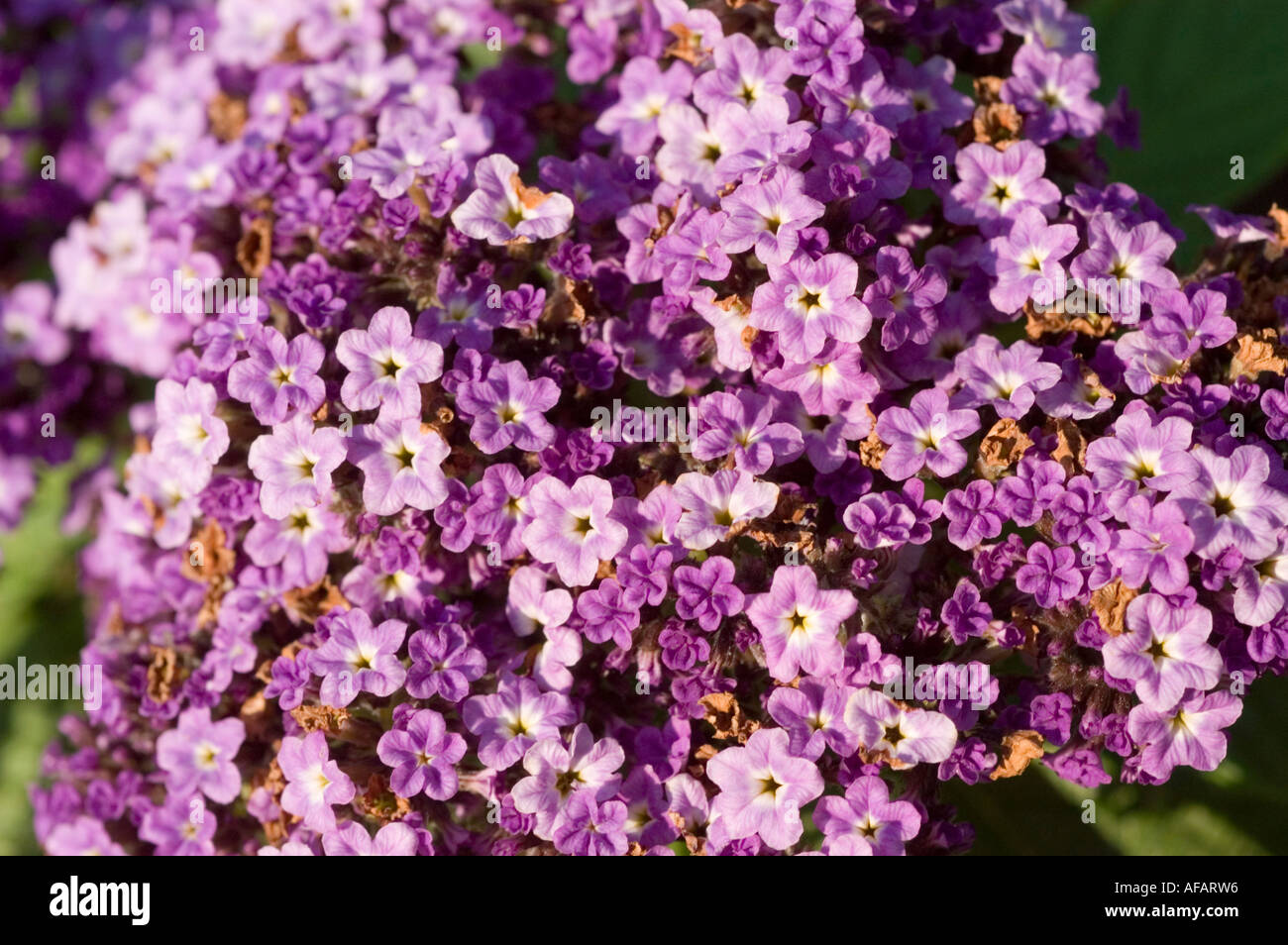 Violet flowers of garden heliotrope Boraginaceae Heliotropium arborescens Peru South America Stock Photo