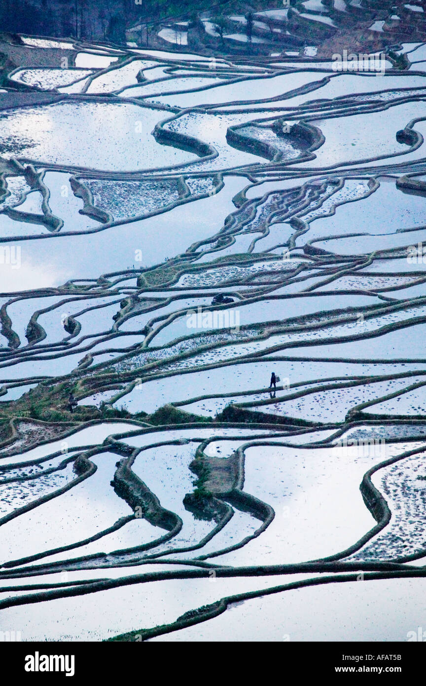 Landscape of water filled rice terraces in the mountain Yunnan Province ...