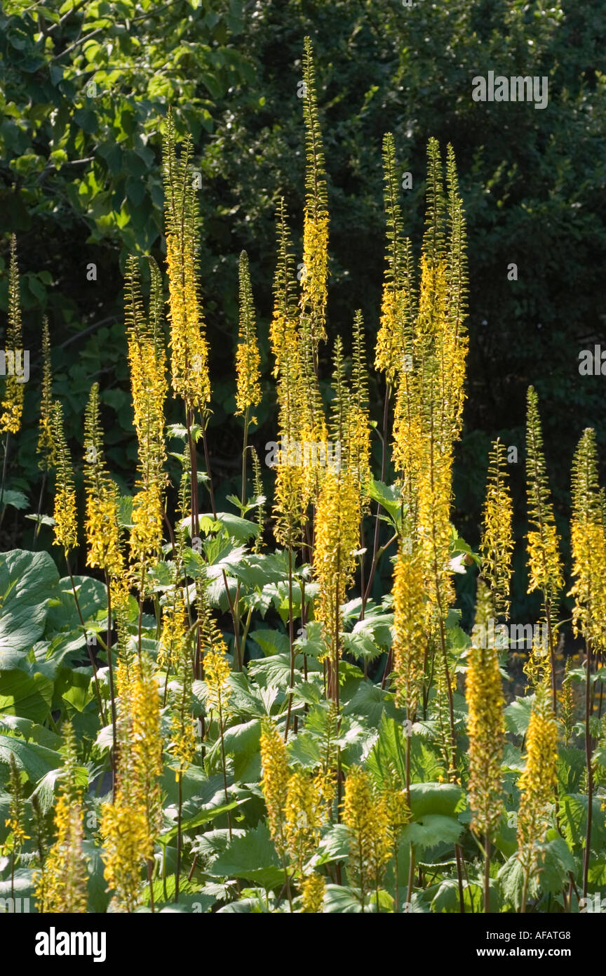 Yellow flowers of Narrow Spiked Ligularia or Sky Rocket Compositae Ligularia stenocephala China Japan Stock Photo