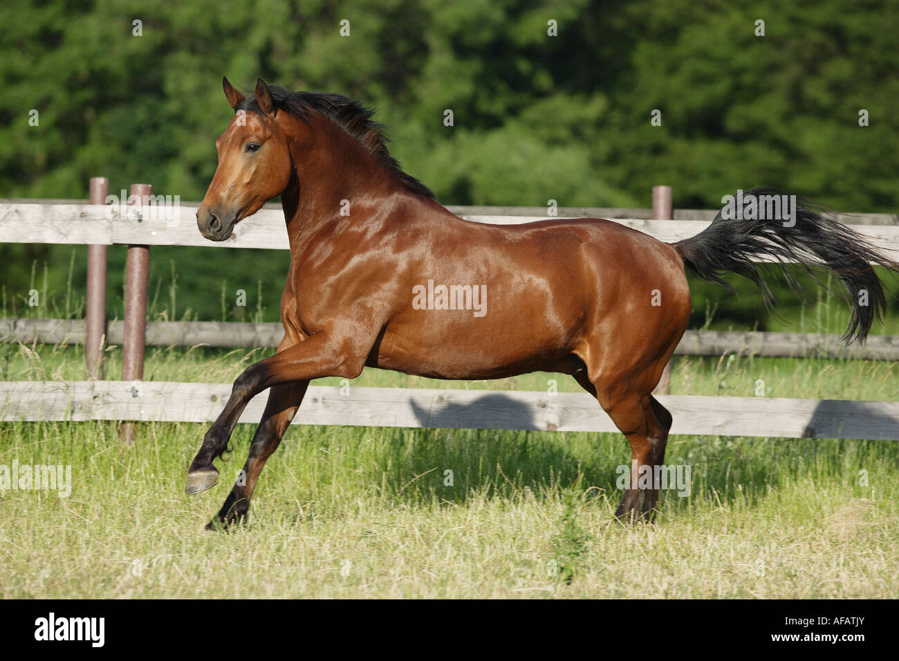 German Riding pony on meadow Stock Photo