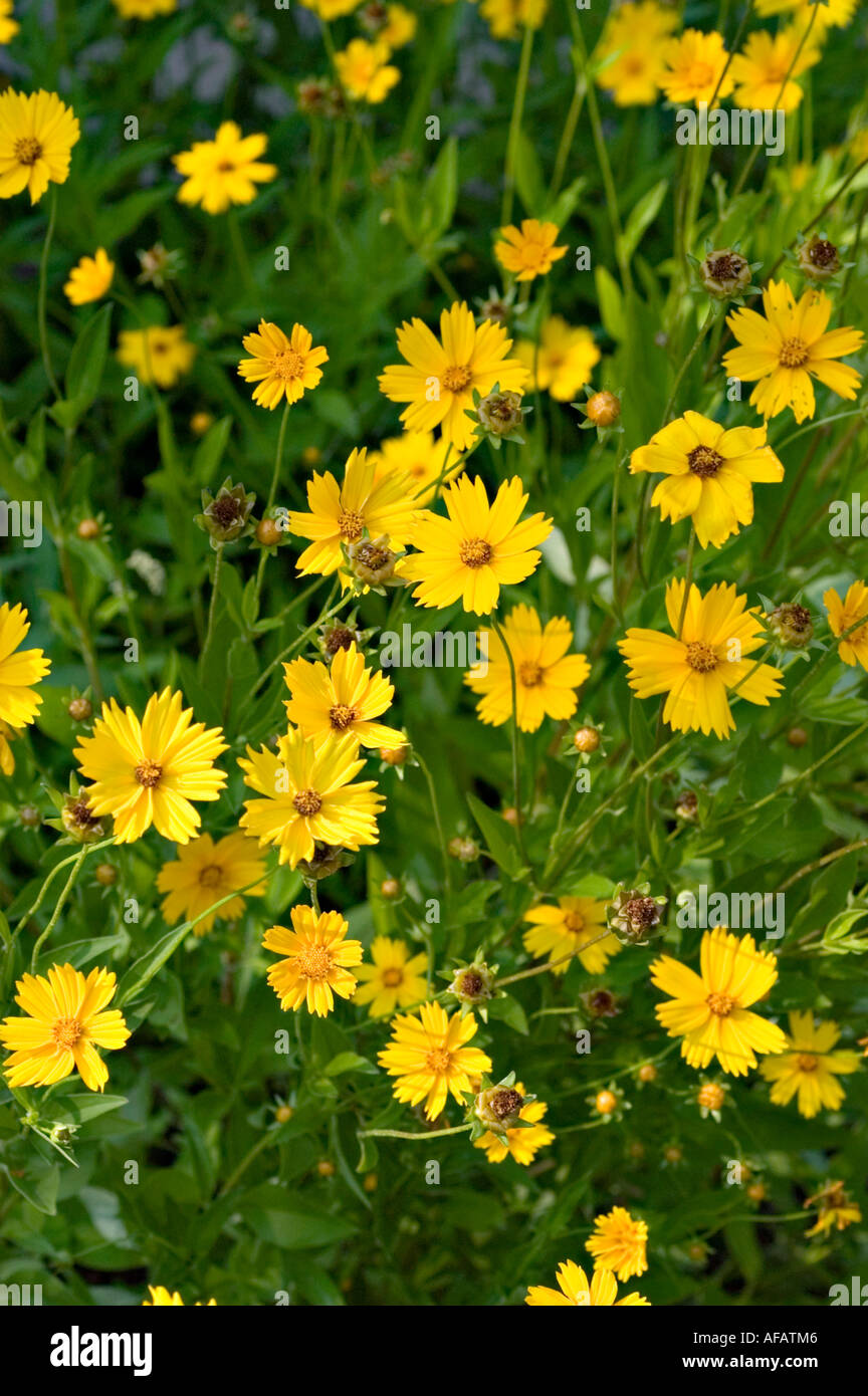 Yellow flowers of lanceleaf or lanceleaved tickseed Compositae Coreopsis lanceolata North America Stock Photo
