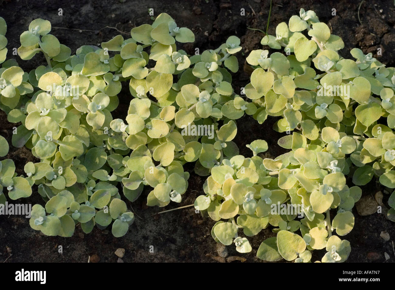 Licorice plant Compositae Helichrysum petiolare South Africa Stock Photo