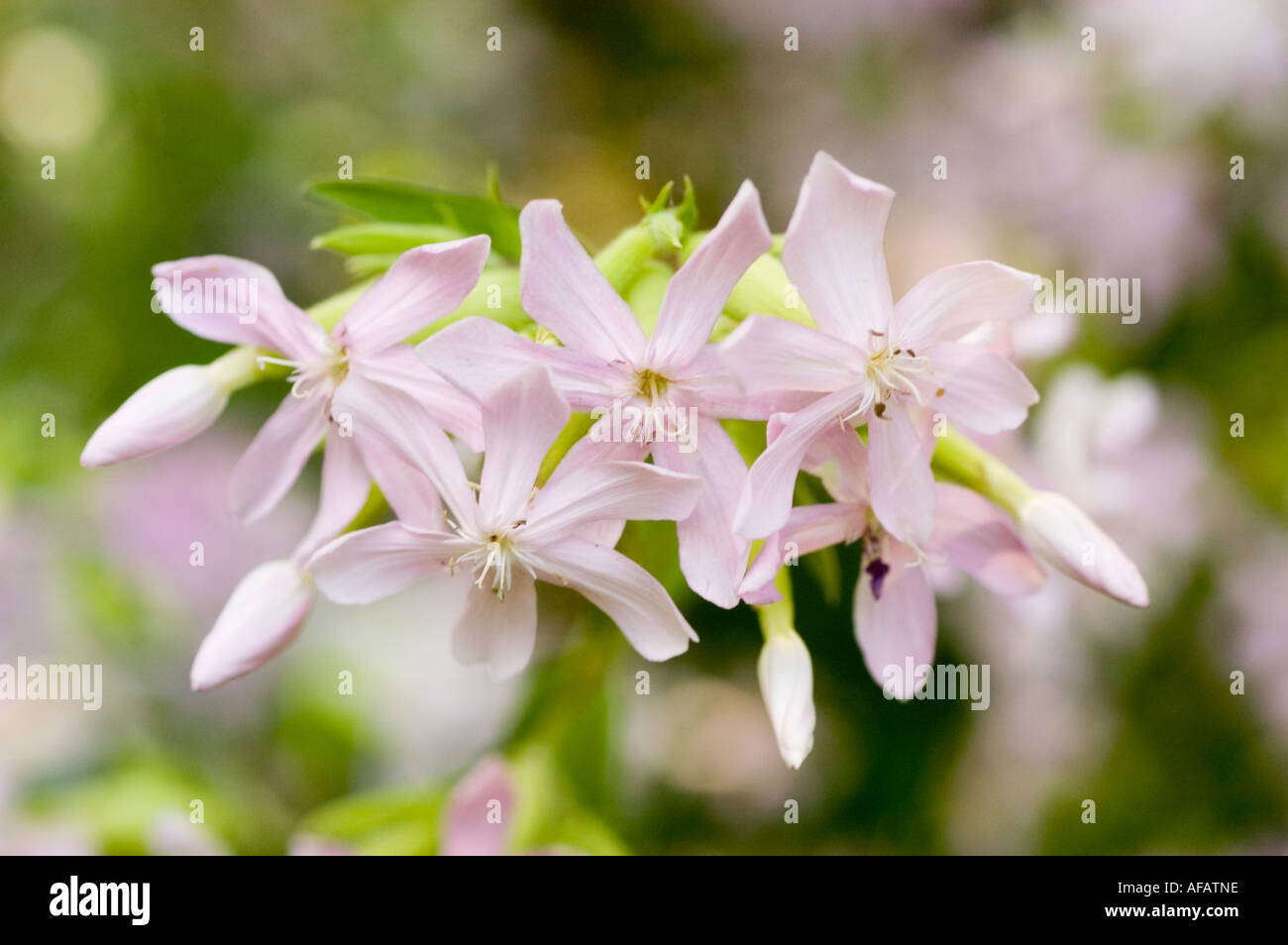 White flowers of Soapwort Caryophyllaceae Saponaria persica Stock Photo ...