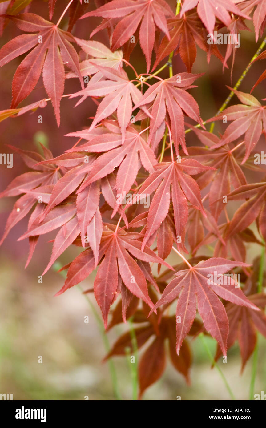 Purple Palm Acer tree Aceraceae Acer Palmatum f atropurpureum Japan