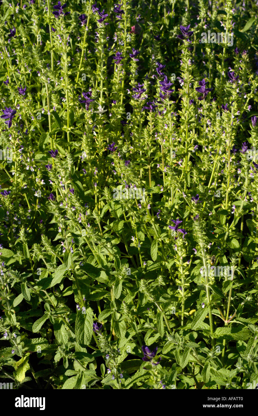 Horminum Sage Labiatae Salvia viridis Europe Stock Photo