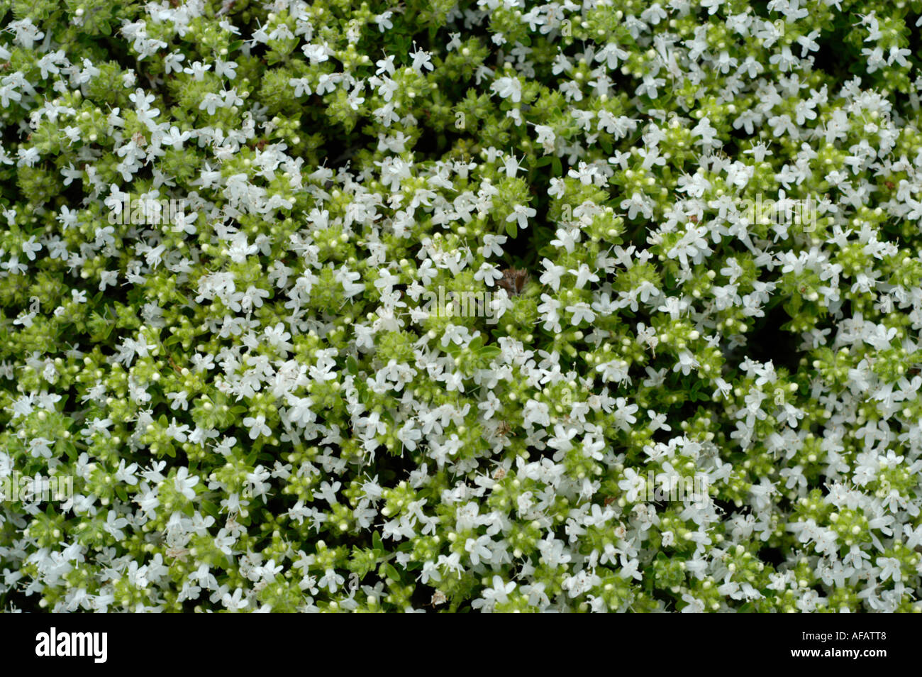 White Wild creeping thyme Labiatae Thymus serpyllum Alba Stock Photo Alamy