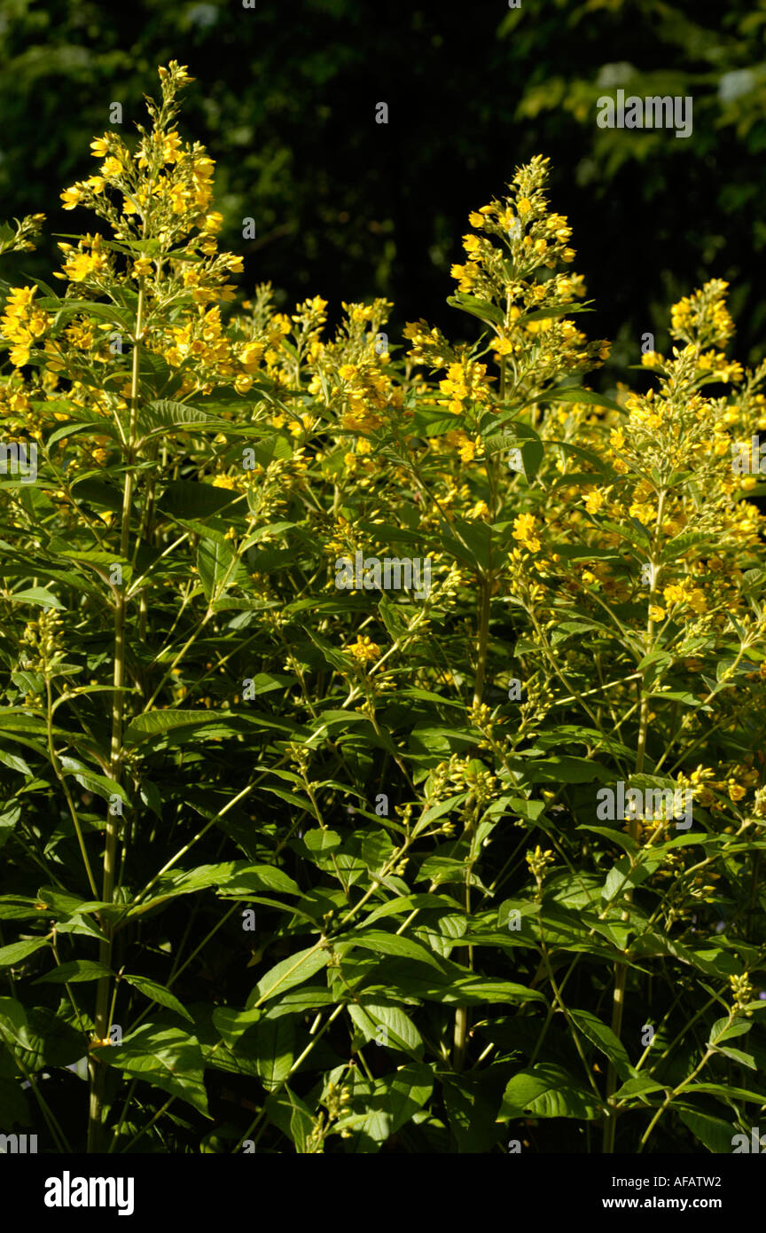 Small yellow flowers of Common loosestrife Primulaceae Lysimachia vulgaris Europe Caucasian range Siberia Stock Photo