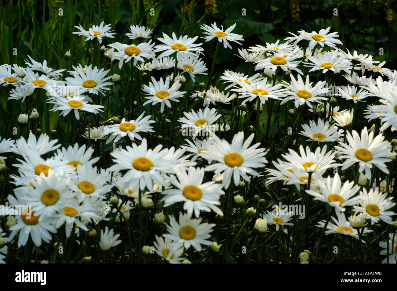 White flowers of max chrysanthemum or Chrysanthemum maximum or Shasta daisy Compositae Leucanthemum maximum Europe Stock Photo