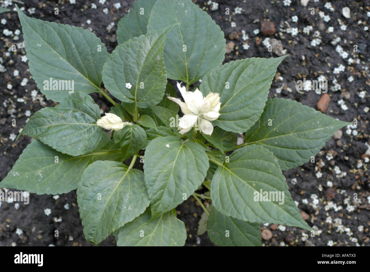 https://c8.alamy.com/comp/AFATX3/white-flower-of-scarlet-sage-labiatae-salvia-splendens-sello-brasil-AFATX3.jpg