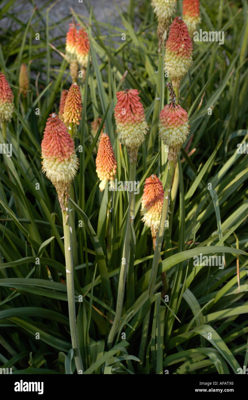 Red and yellow flower Vuurpyl or Red hot poker Asphodelaceae uvaria South Africa Photo - Alamy