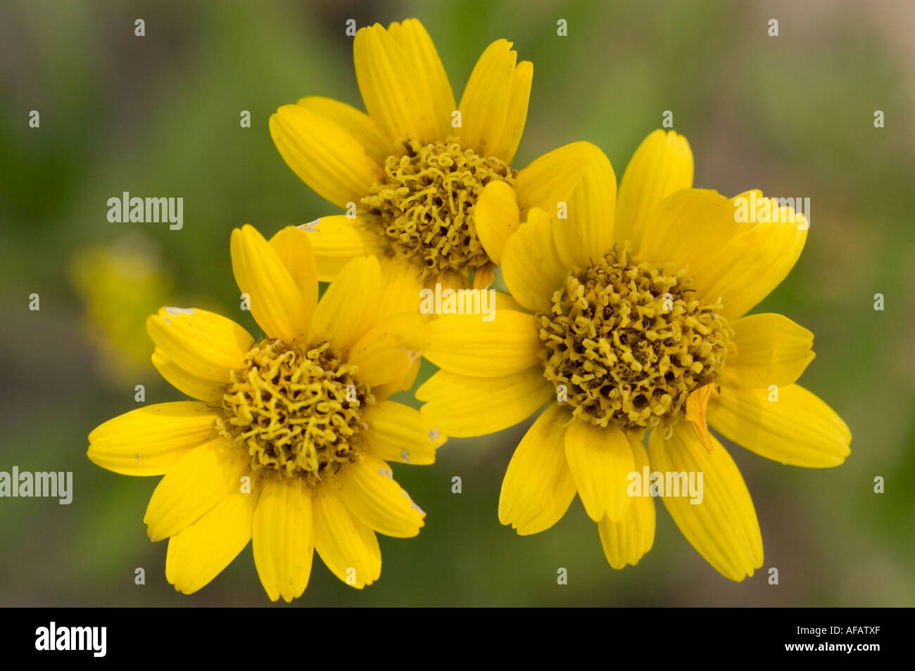 Yellow flowers of Asteraceae Arnica chamissonis USA Stock Photo